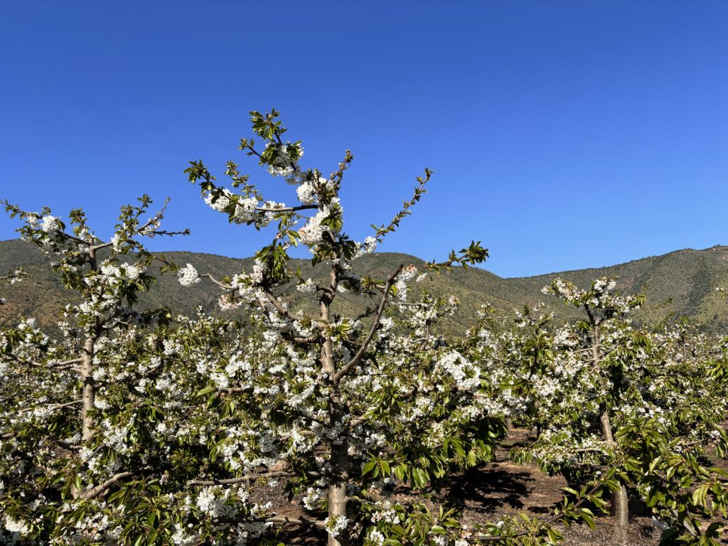 Santa Macarena Orchard, from our grower Nicolás Vicuña, located in Melipilla.